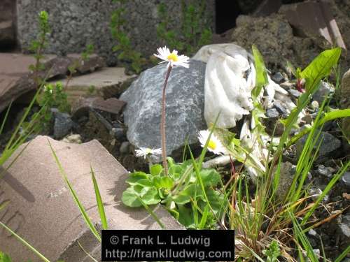 Daisies in the Rubble